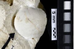 Foto (Detailansicht) von Eodromites dobrogea (Feldmann, Lazar & Schweitzer, 2006) (NHMW-GEO-1990-0041-0002)